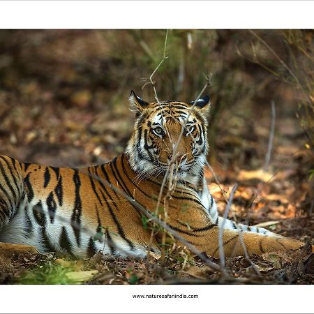 Tiger'S Den Resort Bandhavgarh National Park Exteriör bild