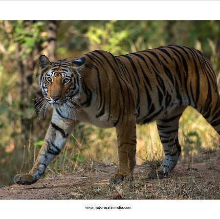 Tiger'S Den Resort Bandhavgarh National Park Exteriör bild