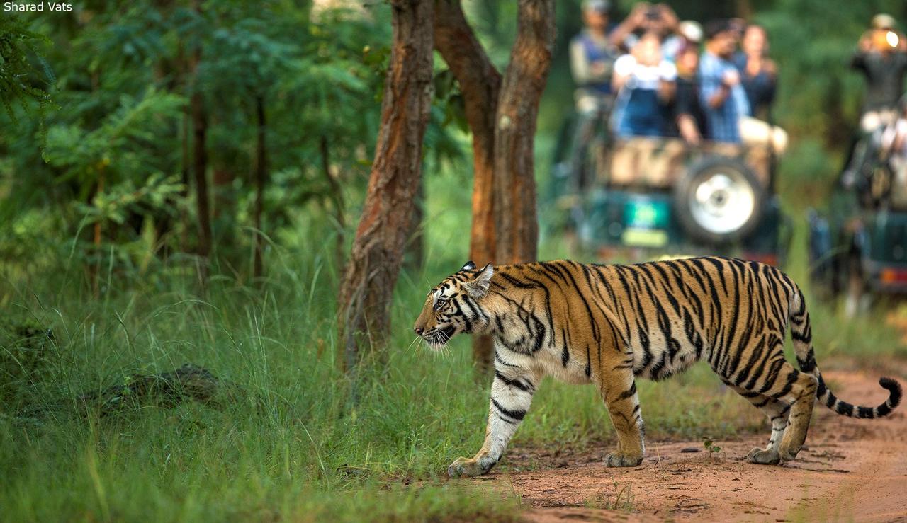 Tiger'S Den Resort Bandhavgarh National Park Exteriör bild