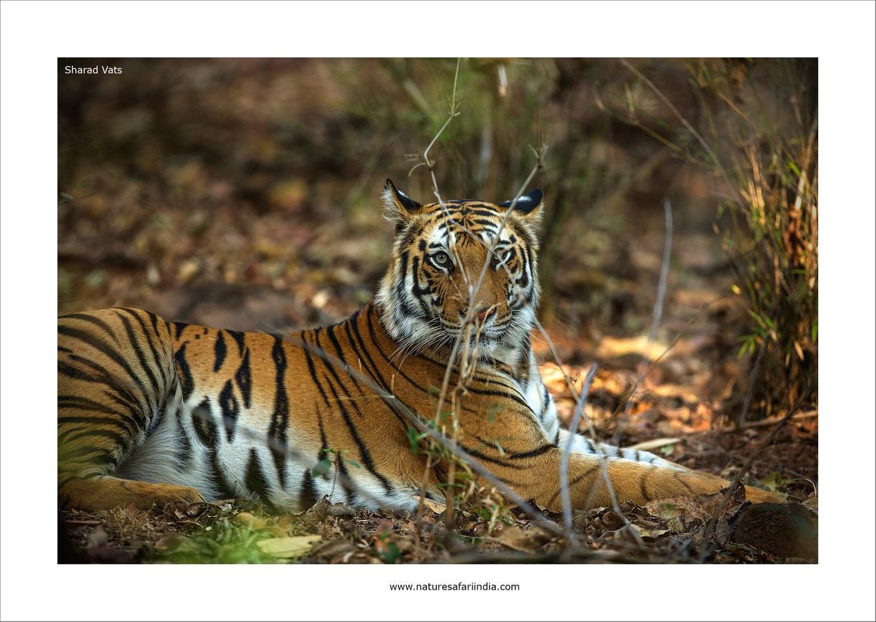 Tiger'S Den Resort Bandhavgarh National Park Exteriör bild