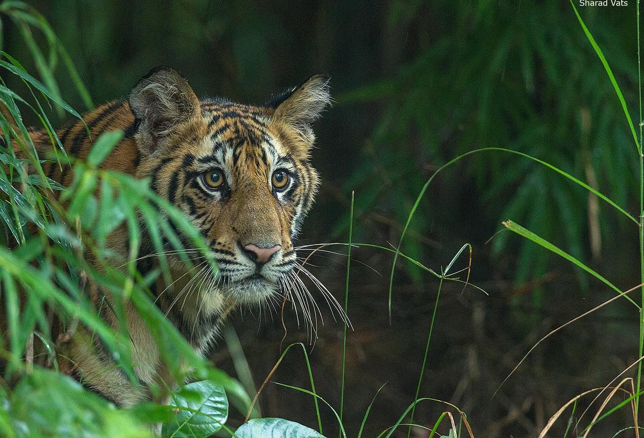 Tiger'S Den Resort Bandhavgarh National Park Exteriör bild